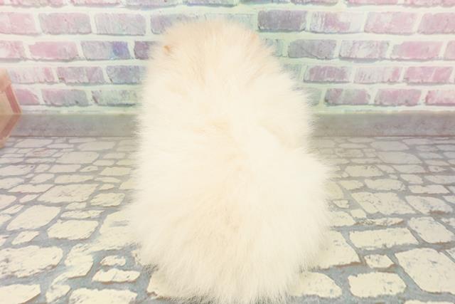 東京都のポメラニアン (Coo&RIKU池袋西口店/2025年10月22日生まれ/女の子/クリーム)の子犬の4枚目の画像