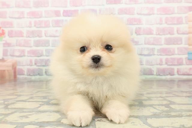 東京都のポメラニアン (Coo&RIKU広尾店/2025年10月22日生まれ/女の子/クリーム)の子犬の1枚目の画像
