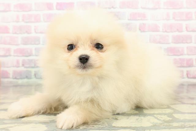 東京都のポメラニアン (Coo&RIKU広尾店/2025年10月22日生まれ/女の子/クリーム)の子犬の2枚目の画像