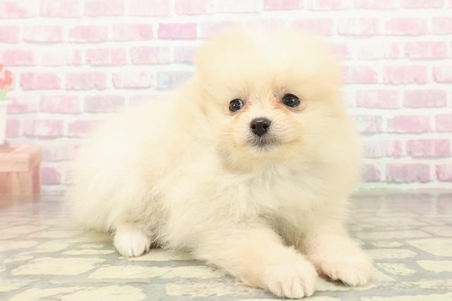 東京都のポメラニアン (Coo&RIKU広尾店/2025年10月22日生まれ/女の子/クリーム)の子犬の3枚目の画像