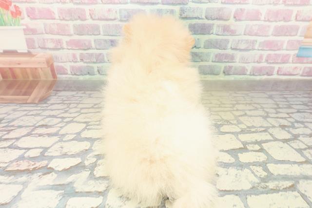 東京都のポメラニアン (Coo&RIKU広尾店/2025年10月22日生まれ/女の子/クリーム)の子犬の4枚目の画像