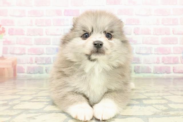 静岡県のポメラニアン (Coo&RIKU静岡SBS通り店/2025年10月22日生まれ/女の子/ブルーマール)の子犬の1枚目の画像