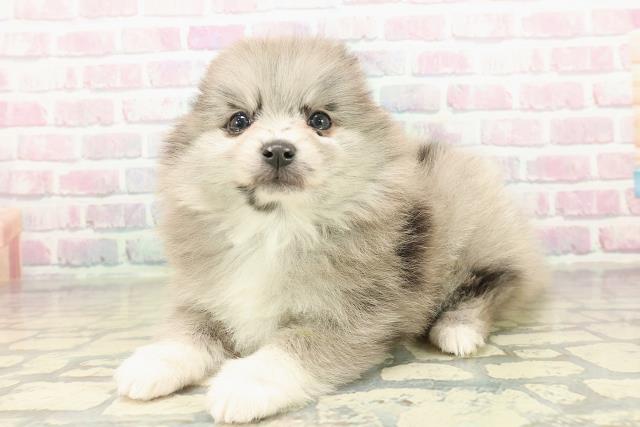 静岡県のポメラニアン (Coo&RIKU静岡SBS通り店/2025年10月22日生まれ/女の子/ブルーマール)の子犬の2枚目の画像