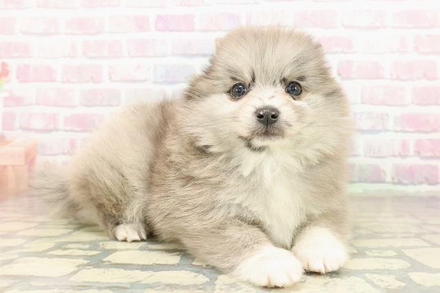 静岡県のポメラニアン (Coo&RIKU静岡SBS通り店/2025年10月22日生まれ/女の子/ブルーマール)の子犬の3枚目の画像