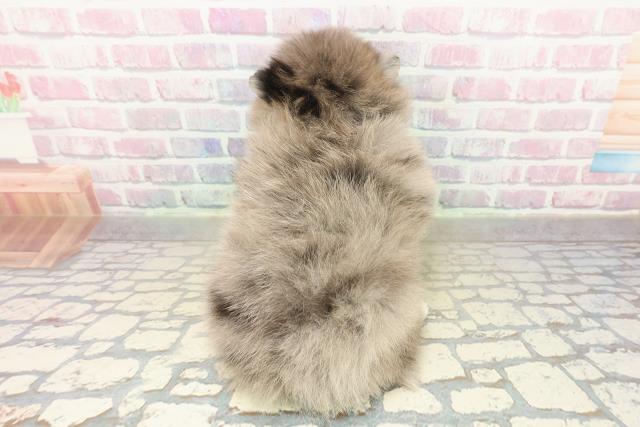 静岡県のポメラニアン (Coo&RIKU静岡SBS通り店/2025年10月22日生まれ/女の子/ブルーマール)の子犬の4枚目の画像