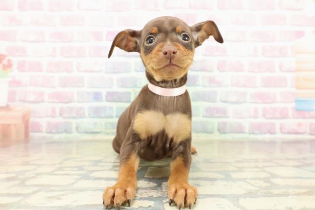 埼玉県のミニチュアピンシャー (Coo&RIKU所沢店/2025年10月14日生まれ/女の子/チョコレートタン)の子犬の1枚目の画像