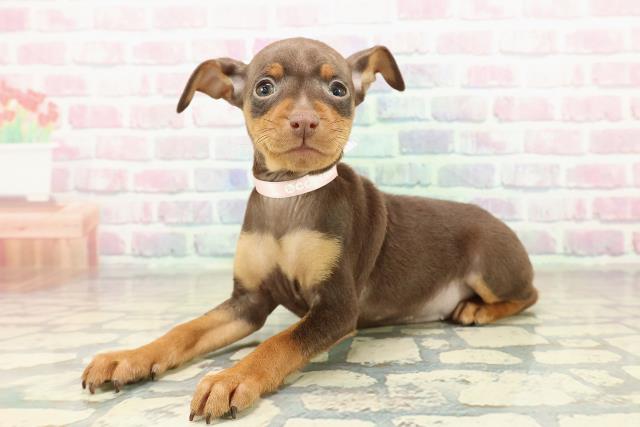 埼玉県のミニチュアピンシャー (Coo&RIKU所沢店/2025年10月14日生まれ/女の子/チョコレートタン)の子犬の2枚目の画像