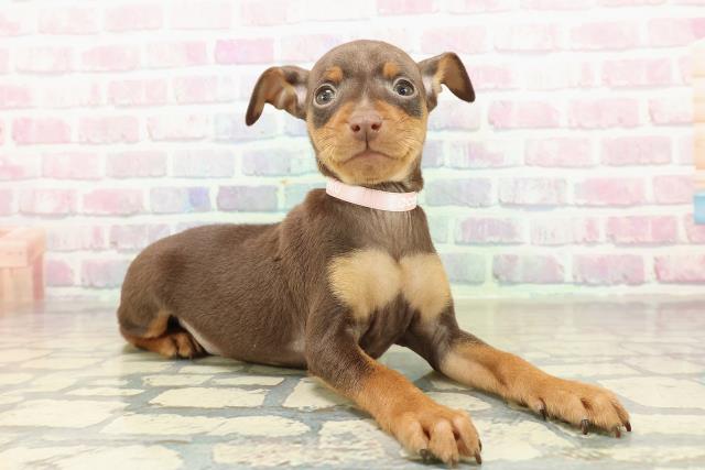 埼玉県のミニチュアピンシャー (Coo&RIKU所沢店/2025年10月14日生まれ/女の子/チョコレートタン)の子犬の3枚目の画像