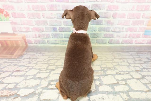 埼玉県のミニチュアピンシャー (Coo&RIKU所沢店/2025年10月14日生まれ/女の子/チョコレートタン)の子犬の4枚目の画像