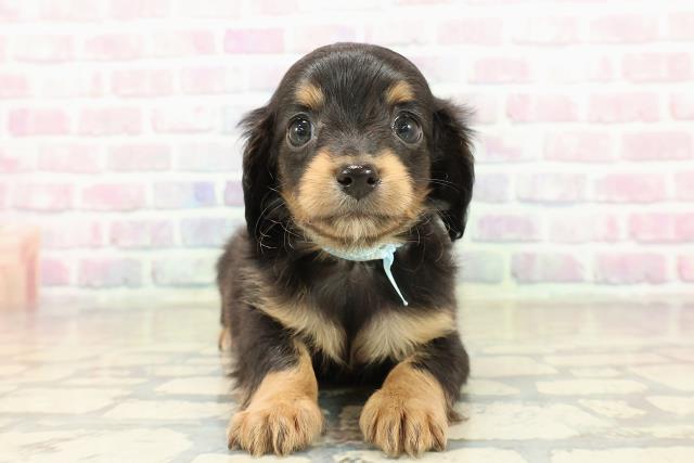 東京都のチワックス(チワワ×ダックス) (Coo&RIKU秋葉原店/2025年10月21日生まれ/男の子/ブラックタン)の子犬の1枚目の画像