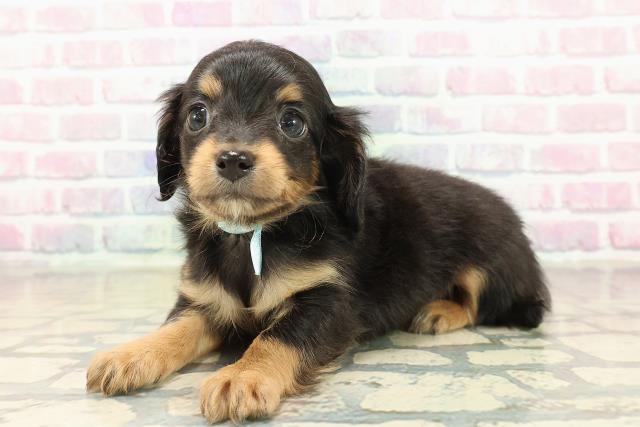 東京都のチワックス(チワワ×ダックス) (Coo&RIKU秋葉原店/2025年10月21日生まれ/男の子/ブラックタン)の子犬の2枚目の画像