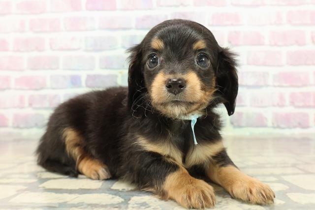 東京都のチワックス(チワワ×ダックス) (Coo&RIKU秋葉原店/2025年10月21日生まれ/男の子/ブラックタン)の子犬の3枚目の画像