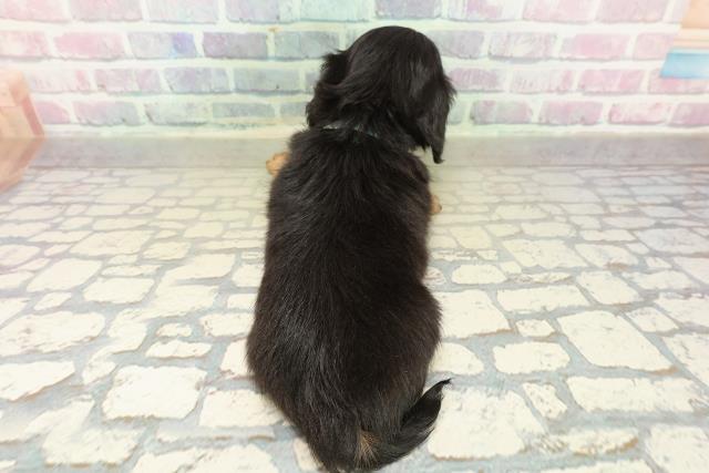 東京都のチワックス(チワワ×ダックス) (Coo&RIKU秋葉原店/2025年10月21日生まれ/男の子/ブラックタン)の子犬の4枚目の画像