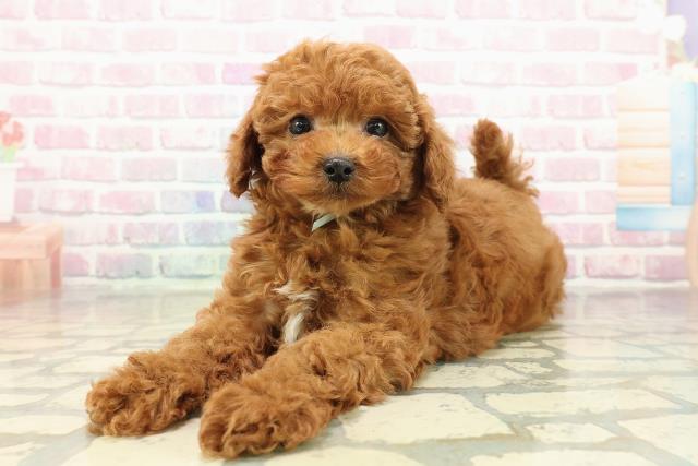 茨城県のトイプードル(トイ) (Coo&RIKU筑西店/2025年10月17日生まれ/男の子/レッド)の子犬の2枚目の画像