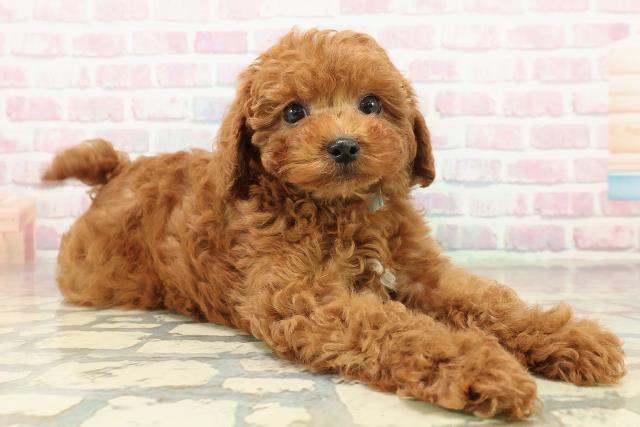 茨城県のトイプードル(トイ) (Coo&RIKU筑西店/2025年10月17日生まれ/男の子/レッド)の子犬の3枚目の画像