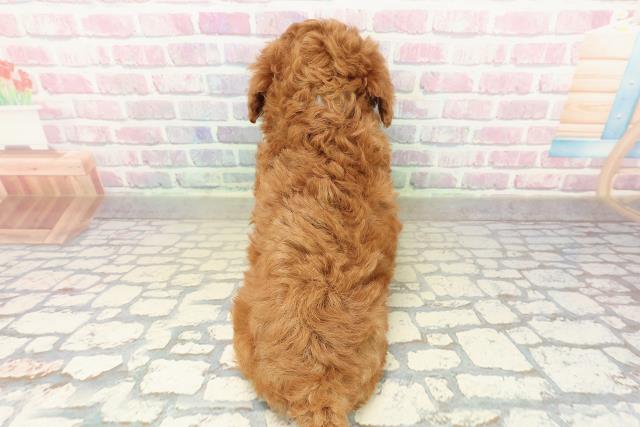 茨城県のトイプードル(トイ) (Coo&RIKU筑西店/2025年10月17日生まれ/男の子/レッド)の子犬の4枚目の画像