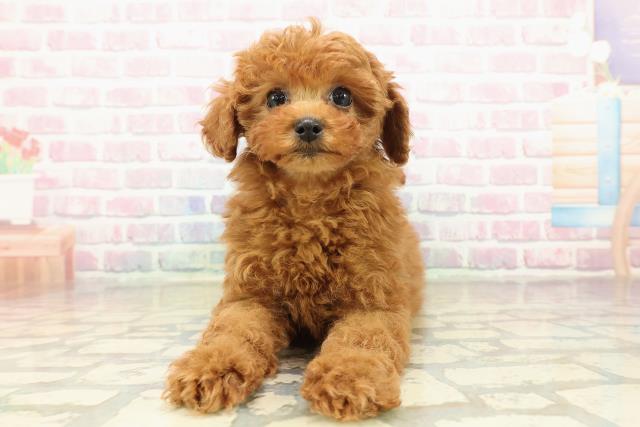 千葉県のトイプードル(トイ) (Coo&RIKU若葉都賀店/2025年10月17日生まれ/女の子/レッド)の子犬の1枚目の画像