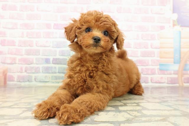 千葉県のトイプードル(トイ) (Coo&RIKU若葉都賀店/2025年10月17日生まれ/女の子/レッド)の子犬の2枚目の画像