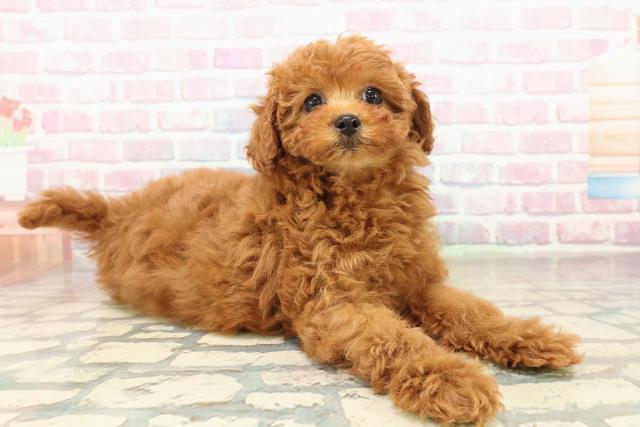 千葉県のトイプードル(トイ) (Coo&RIKU若葉都賀店/2025年10月17日生まれ/女の子/レッド)の子犬の3枚目の画像