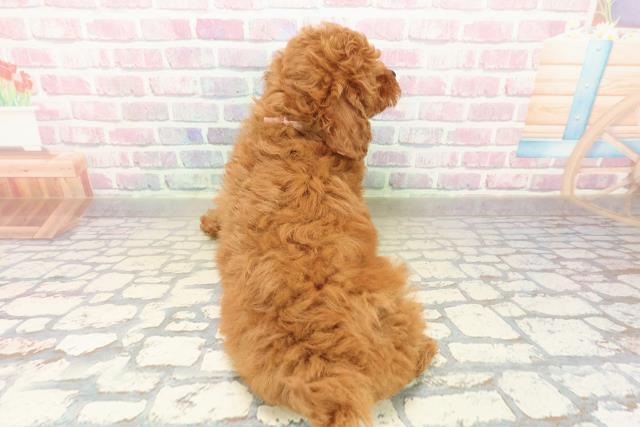 千葉県のトイプードル(トイ) (Coo&RIKU若葉都賀店/2025年10月17日生まれ/女の子/レッド)の子犬の4枚目の画像