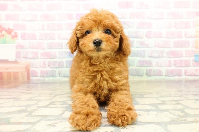 埼玉県のトイプードル(トイ) (Coo&RIKU川口戸塚店/2025年10月17日生まれ/女の子/レッド)の子犬の1枚目の画像