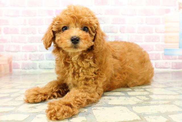 埼玉県のトイプードル(トイ) (Coo&RIKU川口戸塚店/2025年10月17日生まれ/女の子/レッド)の子犬の2枚目の画像