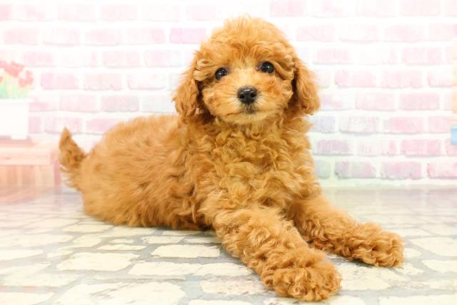 埼玉県のトイプードル(トイ) (Coo&RIKU川口戸塚店/2025年10月17日生まれ/女の子/レッド)の子犬の3枚目の画像