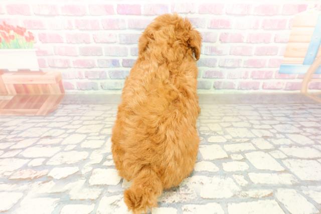 埼玉県のトイプードル(トイ) (Coo&RIKU川口戸塚店/2025年10月17日生まれ/女の子/レッド)の子犬の4枚目の画像