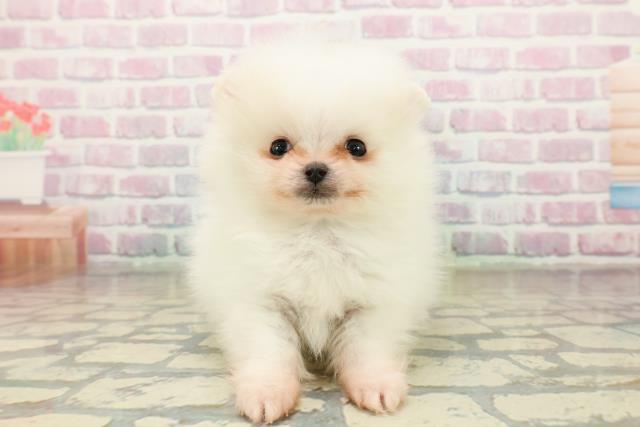 東京都のポメラニアン (Coo&RIKU自由が丘店/2025年10月17日生まれ/男の子/ホワイトクリーム)の子犬の1枚目の画像