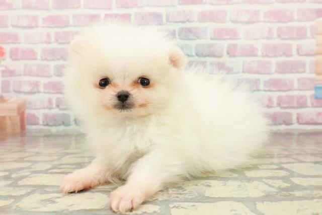 東京都のポメラニアン (Coo&RIKU自由が丘店/2025年10月17日生まれ/男の子/ホワイトクリーム)の子犬の2枚目の画像