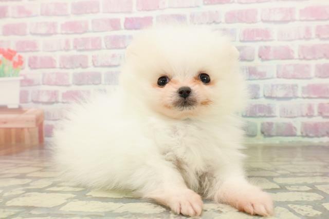 東京都のポメラニアン (Coo&RIKU自由が丘店/2025年10月17日生まれ/男の子/ホワイトクリーム)の子犬の3枚目の画像