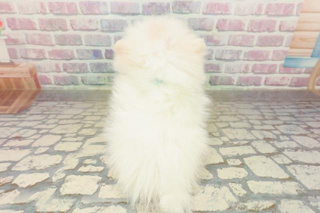 東京都のポメラニアン (Coo&RIKU自由が丘店/2025年10月17日生まれ/男の子/ホワイトクリーム)の子犬の4枚目の画像