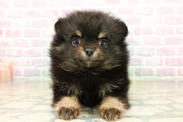 東京都のポメラニアン (Coo&RIKU板橋店/2025年10月17日生まれ/女の子/ブラックタン)の子犬の1枚目の画像