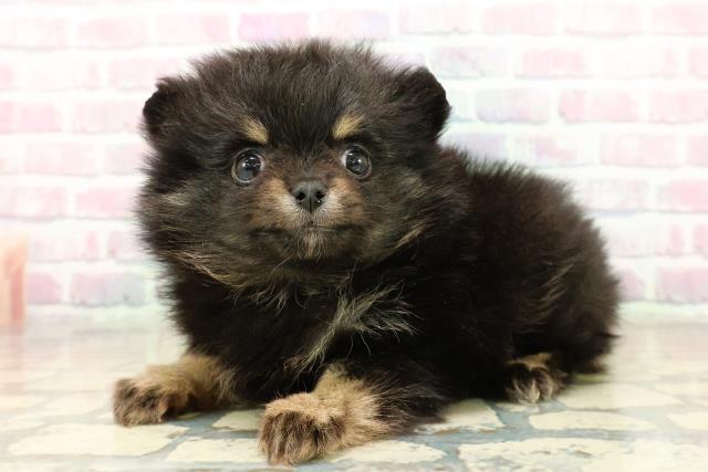 東京都のポメラニアン (Coo&RIKU板橋店/2025年10月17日生まれ/女の子/ブラックタン)の子犬の2枚目の画像