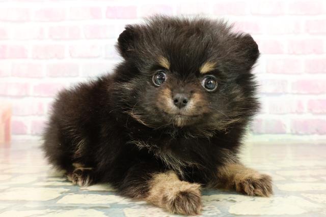 東京都のポメラニアン (Coo&RIKU板橋店/2025年10月17日生まれ/女の子/ブラックタン)の子犬の3枚目の画像