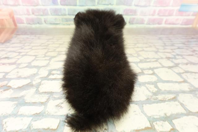 東京都のポメラニアン (Coo&RIKU板橋店/2025年10月17日生まれ/女の子/ブラックタン)の子犬の4枚目の画像