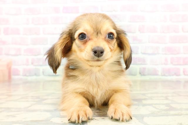 埼玉県のチワックス(チワワ×ダックス) (Coo&RIKU川口戸塚店/2025年10月13日生まれ/男の子/シェーデットレッド)の子犬の1枚目の画像