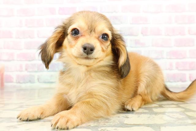 埼玉県のチワックス(チワワ×ダックス) (Coo&RIKU川口戸塚店/2025年10月13日生まれ/男の子/シェーデットレッド)の子犬の2枚目の画像