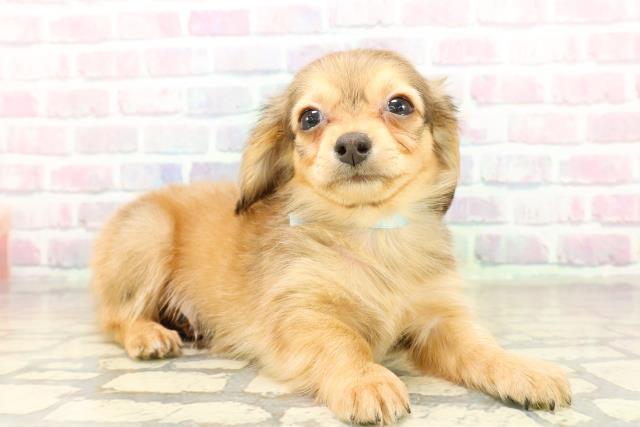 埼玉県のチワックス(チワワ×ダックス) (Coo&RIKU川口戸塚店/2025年10月13日生まれ/男の子/シェーデットレッド)の子犬の3枚目の画像