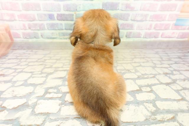 埼玉県のチワックス(チワワ×ダックス) (Coo&RIKU川口戸塚店/2025年10月13日生まれ/男の子/シェーデットレッド)の子犬の4枚目の画像