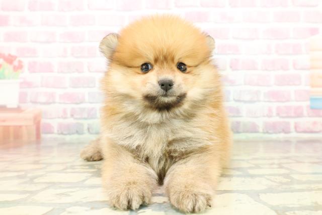 東京都のポメラニアン (Coo&RIKU下北沢店/2025年10月20日生まれ/男の子/オレンジ)の子犬の1枚目の画像