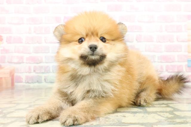 東京都のポメラニアン (Coo&RIKU下北沢店/2025年10月20日生まれ/男の子/オレンジ)の子犬の2枚目の画像