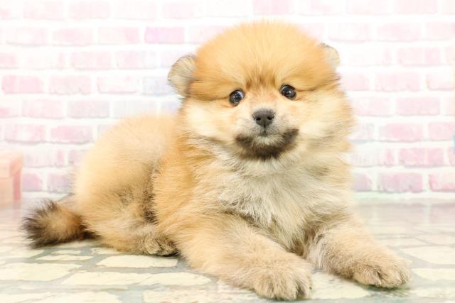 東京都のポメラニアン (Coo&RIKU下北沢店/2025年10月20日生まれ/男の子/オレンジ)の子犬の3枚目の画像