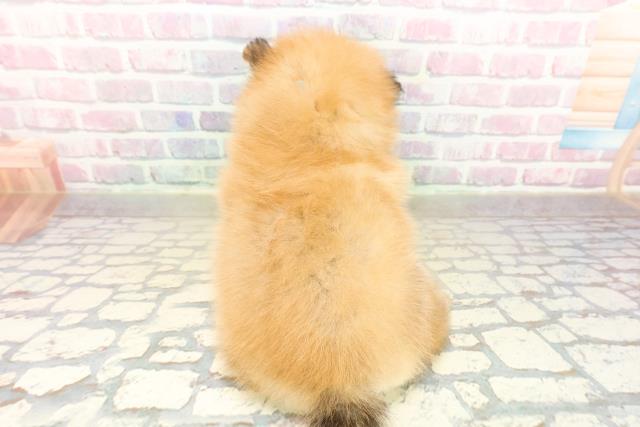 東京都のポメラニアン (Coo&RIKU下北沢店/2025年10月20日生まれ/男の子/オレンジ)の子犬の4枚目の画像