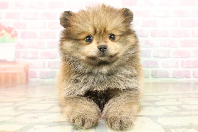 東京都のポメラニアン (Coo&RIKU浅草店/2025年10月20日生まれ/男の子/オレンジセーブル)の子犬の1枚目の画像