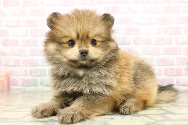 東京都のポメラニアン (Coo&RIKU浅草店/2025年10月20日生まれ/男の子/オレンジセーブル)の子犬の2枚目の画像