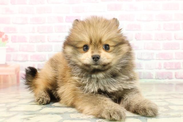 東京都のポメラニアン (Coo&RIKU浅草店/2025年10月20日生まれ/男の子/オレンジセーブル)の子犬の3枚目の画像