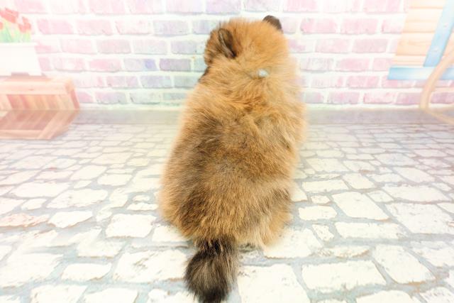 東京都のポメラニアン (Coo&RIKU浅草店/2025年10月20日生まれ/男の子/オレンジセーブル)の子犬の4枚目の画像