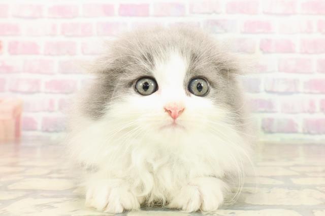 スコティッシュフォールド