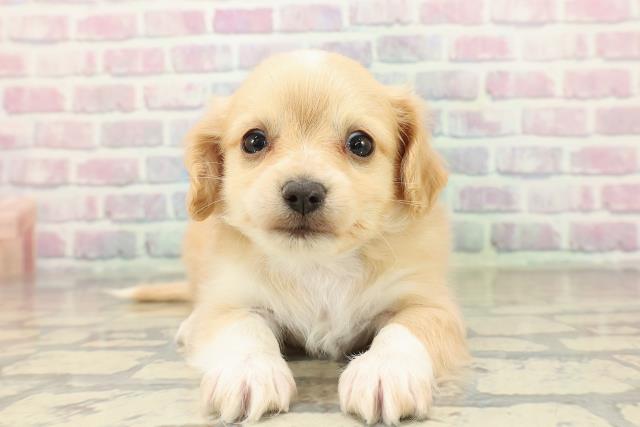 東京都のチワックス(チワワ×ダックス) (Coo&RIKU東久留米店/2025年10月22日生まれ/男の子/クリームホワイト)の子犬の1枚目の画像